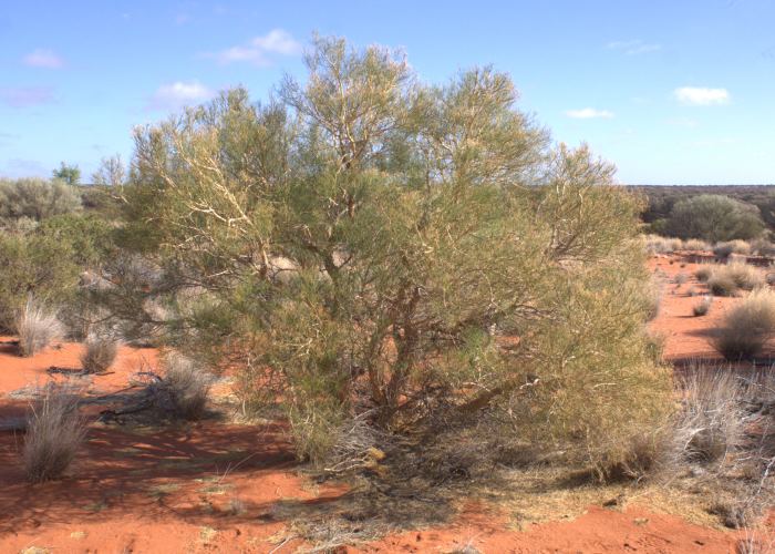 Australian Desert Plants Gyrostemonaceae